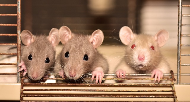 krysy jsou až překvapivě inteligentní a sociální